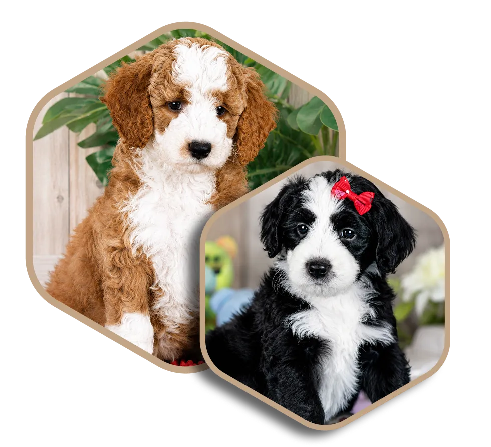 Two puppies, one brown and white and one black and white with a red bow, with a Tuxedo markings.
