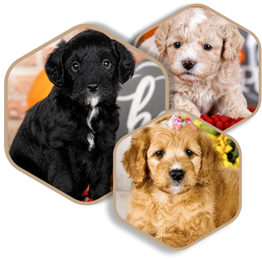 Three solid color puppies—one black, one white, and one tan.