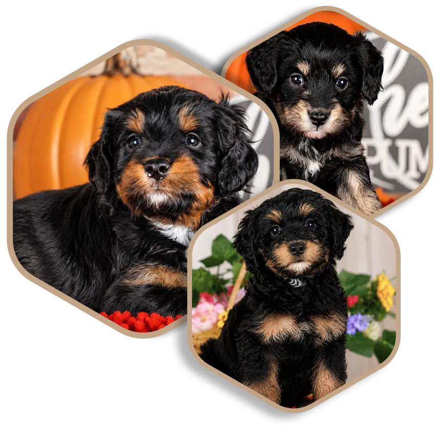 Three black and brown puppies are shown in hexagonal frames, each sitting in front of different backgrounds including a pumpkin, flowers, and a decorative sign.