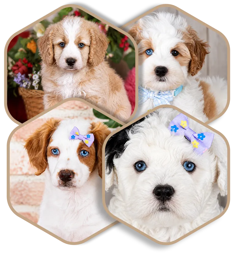 Four fluffy puppies with blue eyes, some wearing bows.