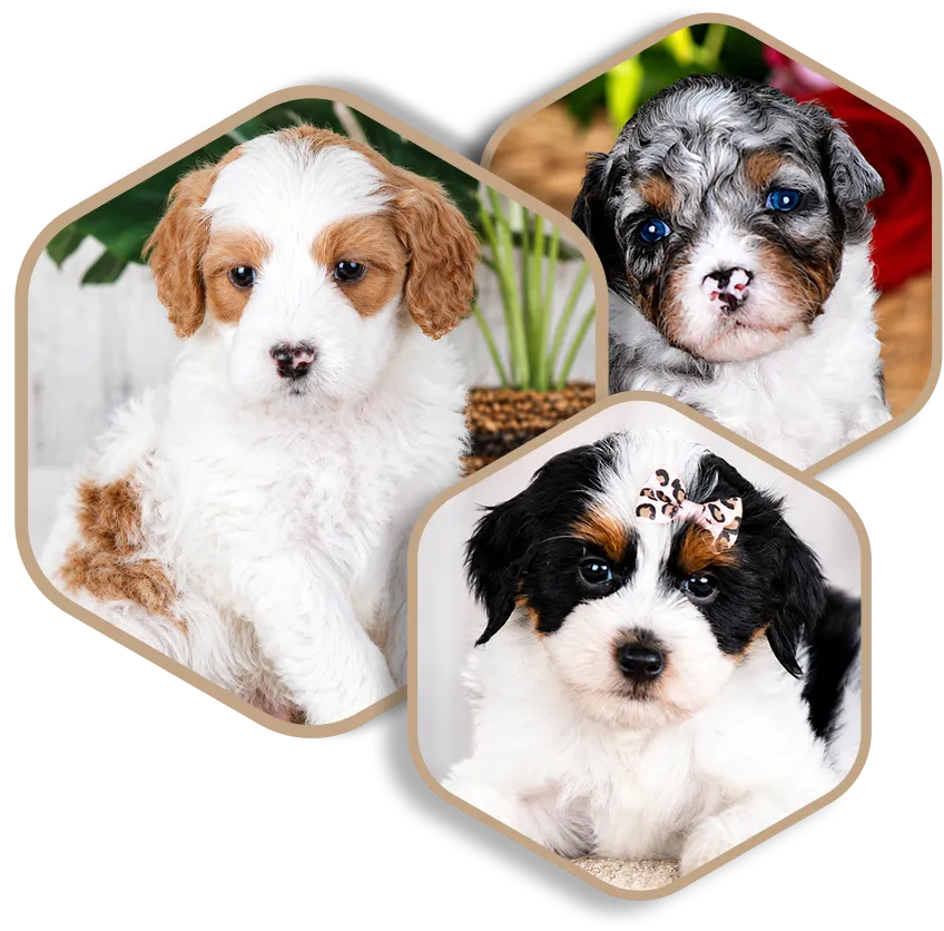 Three Parti-colored puppies  are shown in hexagonal frames: one with brown and white fur, one with merle fur and blue eyes, and one with black, white, and brown fur wearing a bow.