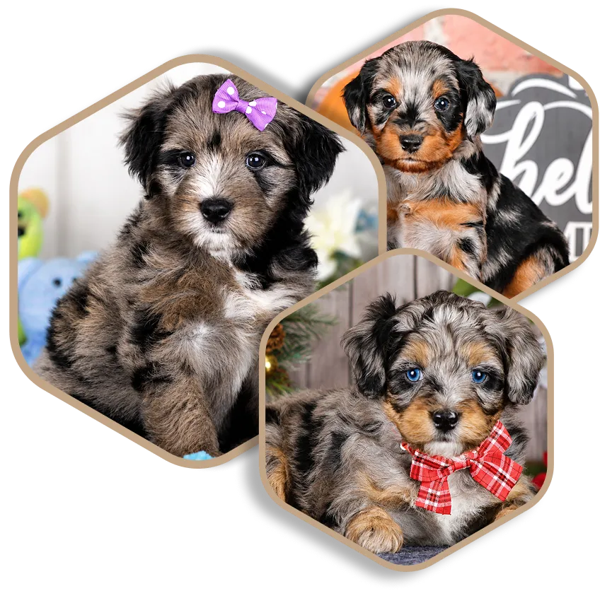 Three fluffy Merle-patterned puppies, two wearing bows, are shown in separate hexagonal frames.