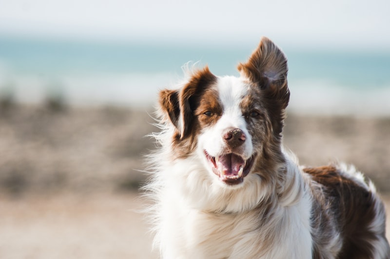 A dog