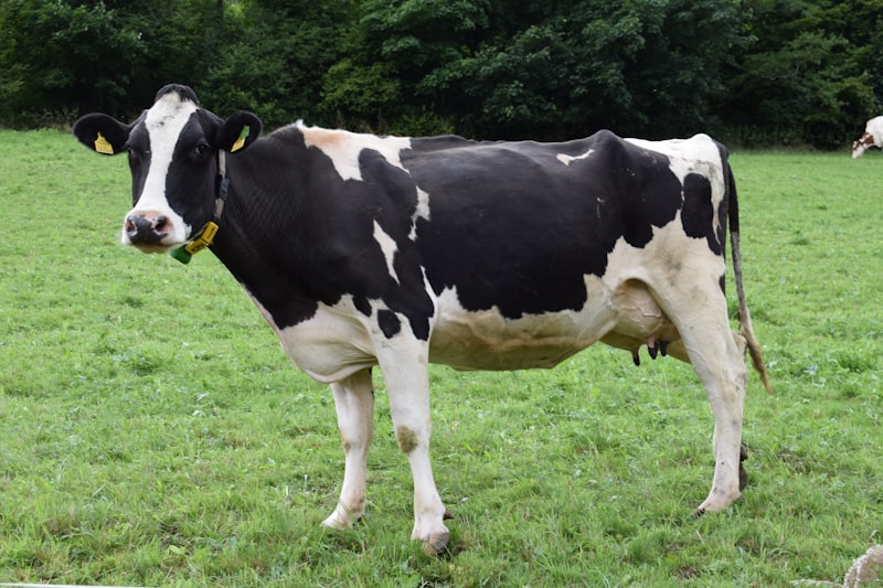 A cow in a field