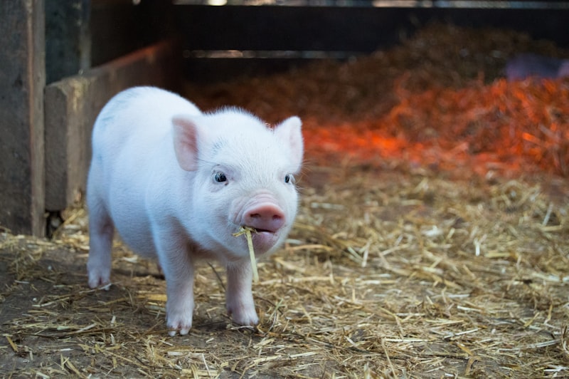 A piglet