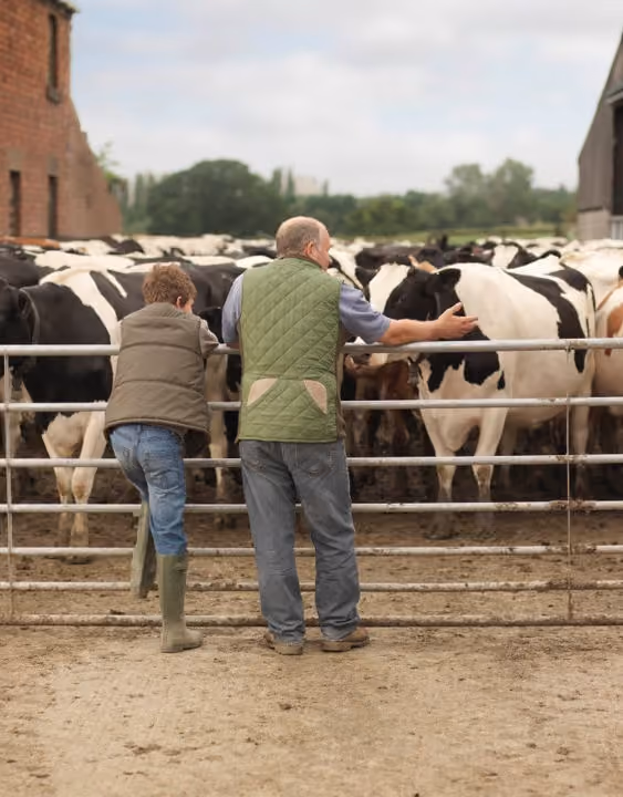 Two people in front of a herd of cattle