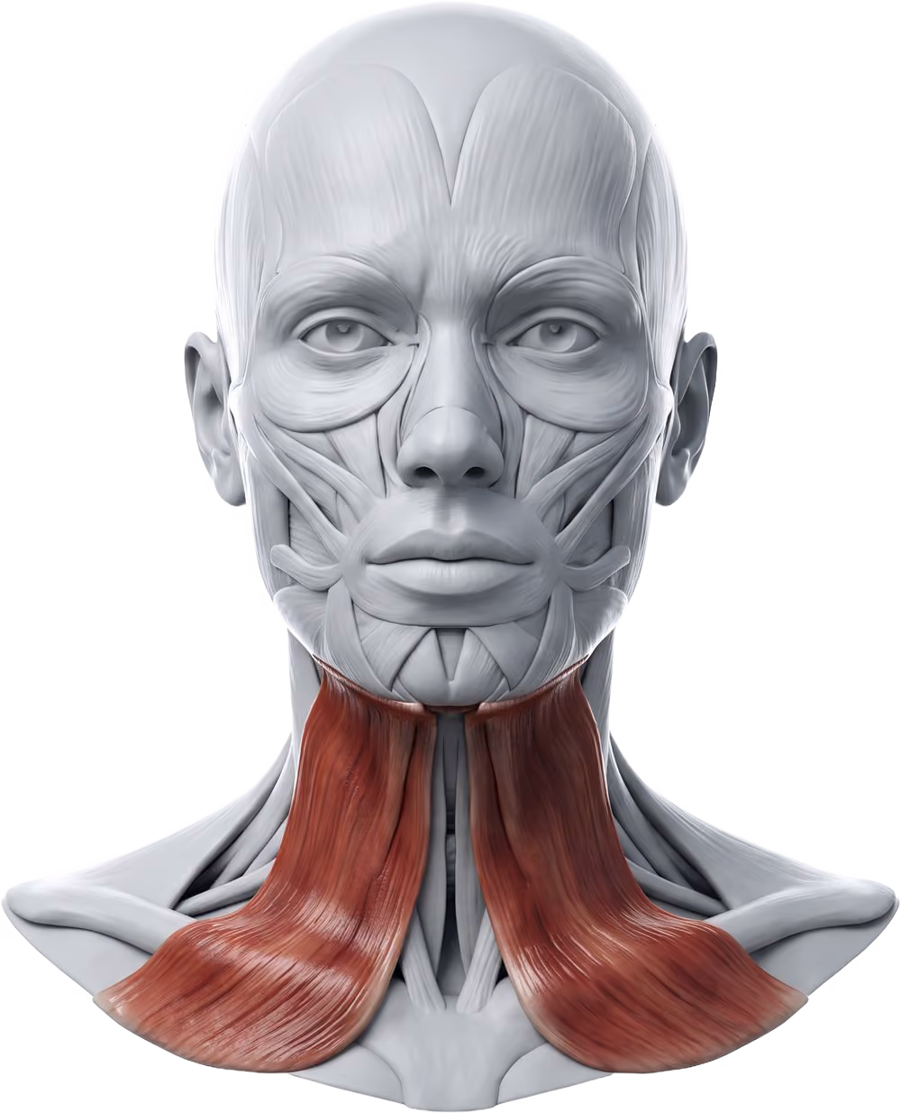 Anatomiemodell mit rot hervorgehobenem M. platysma über dem Hals