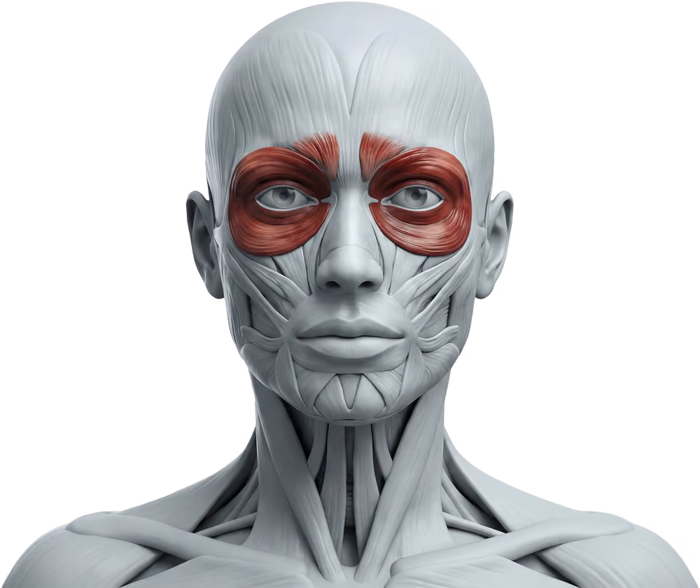 Anatomiemodell mit rot hervorgehobenem M. orbicularis oculi um beide Augen