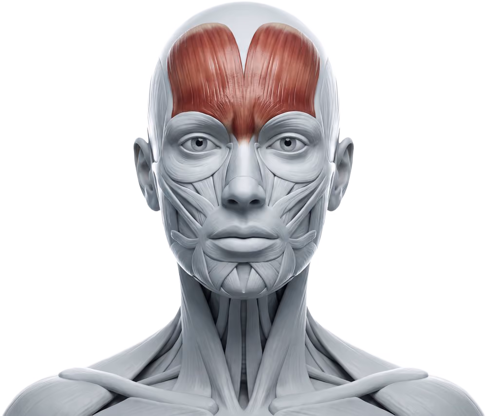Anatomiemodell mit rot hervorgehobenem M. frontalis über der gesamten Stirn