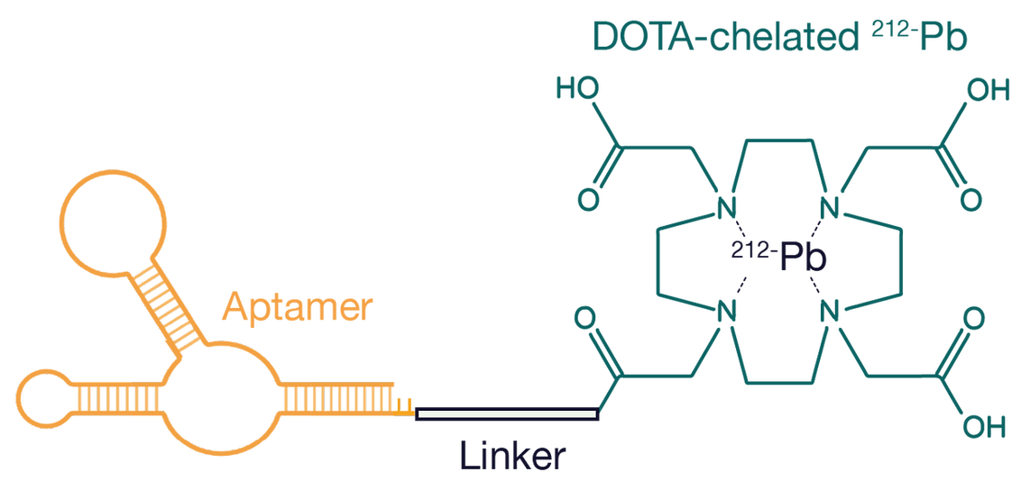Illustration of the Aptamer System Used to Deliver Lead-212 to the Tumour Cells