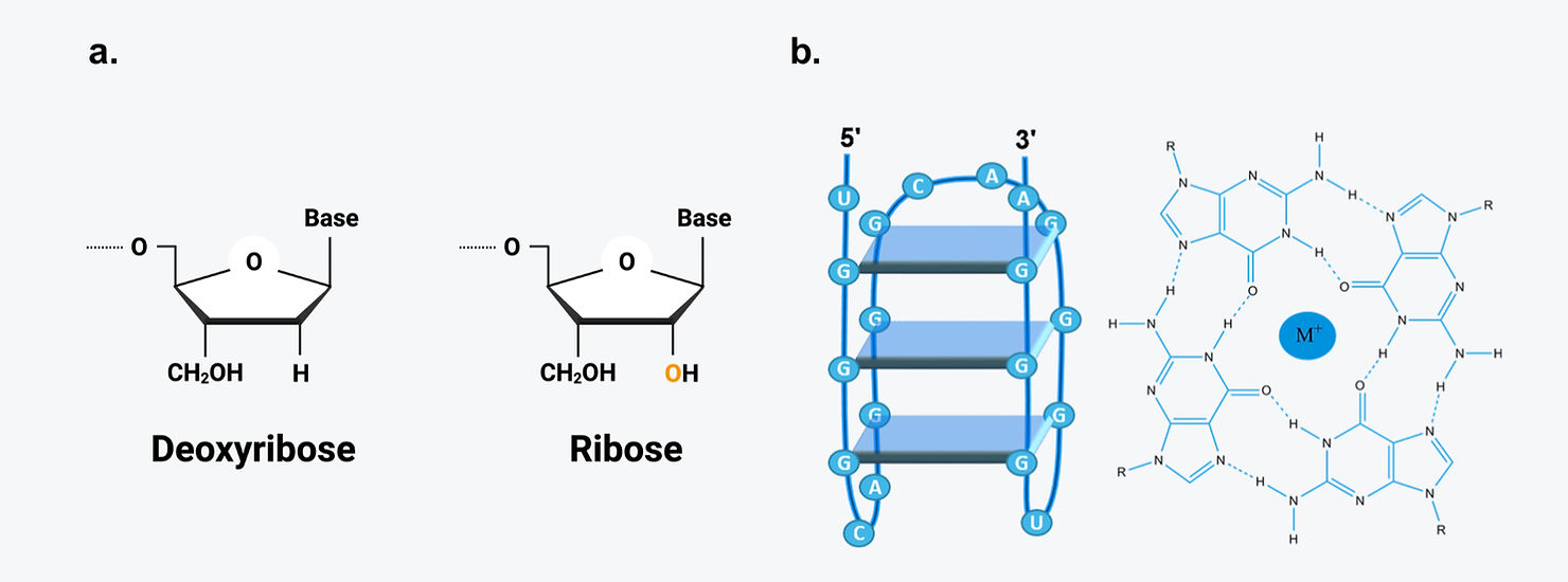 Figure I - Structural comparison of RNA and DNA sugars and G-quadruplex architecture