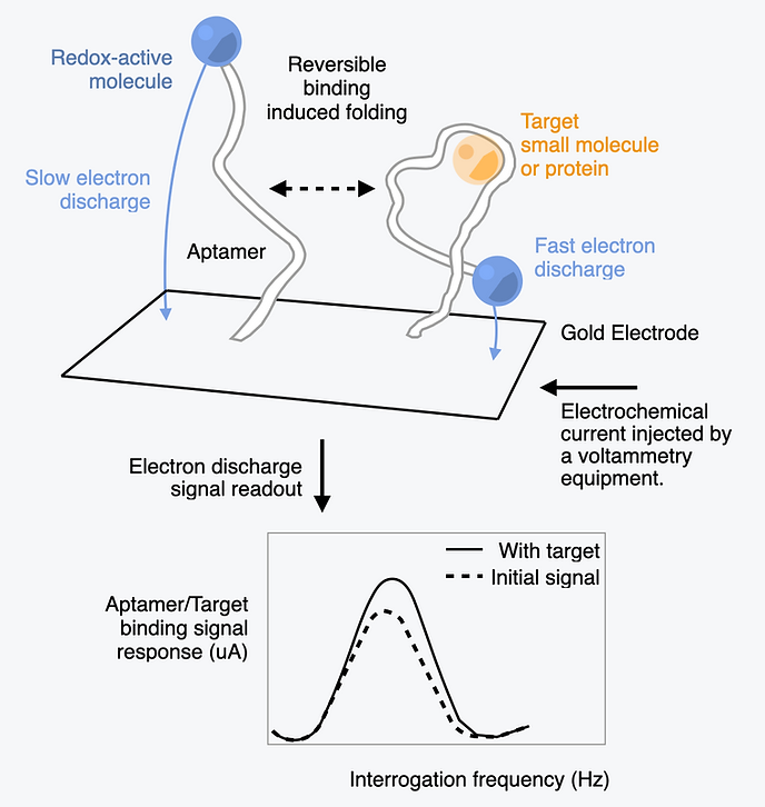 Schematic of Target-Induced Folding in Electrochemical Aptamer Biosensors (E-AB)
