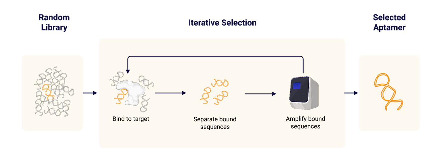 Schematic workflow of SELEX for aptamer selection