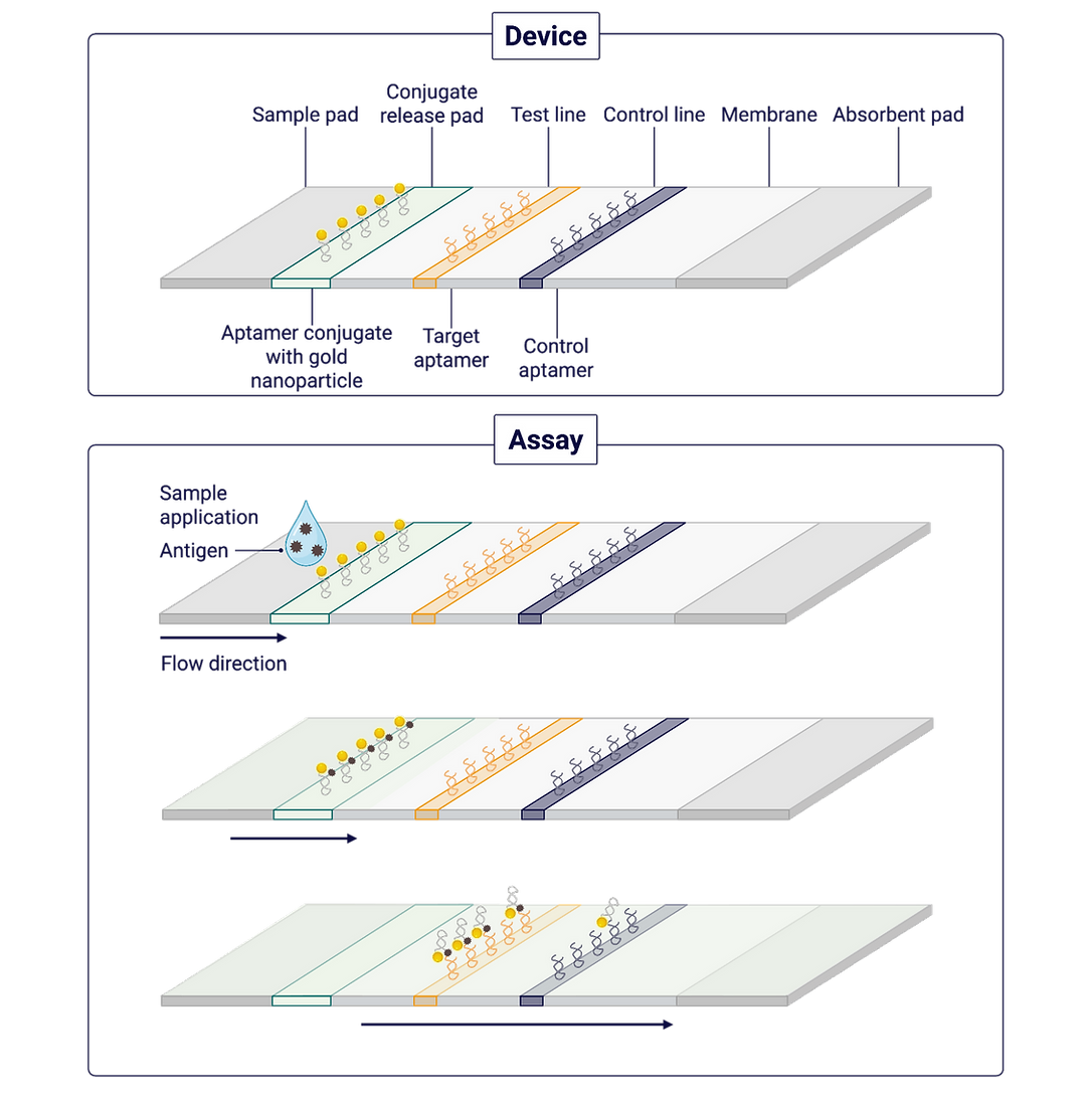 Schematic of the Lateral Flow Assay with Aptamers Conjugates