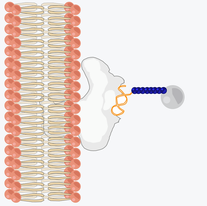 Schematic of Aptamer-Mediated Targeted Drug Conjugate