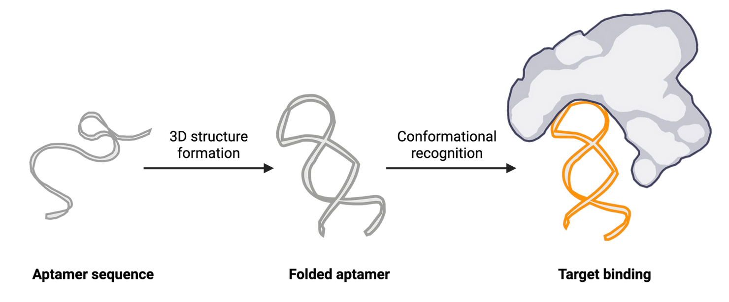 Schematic of aptamer folding and biomarker binding