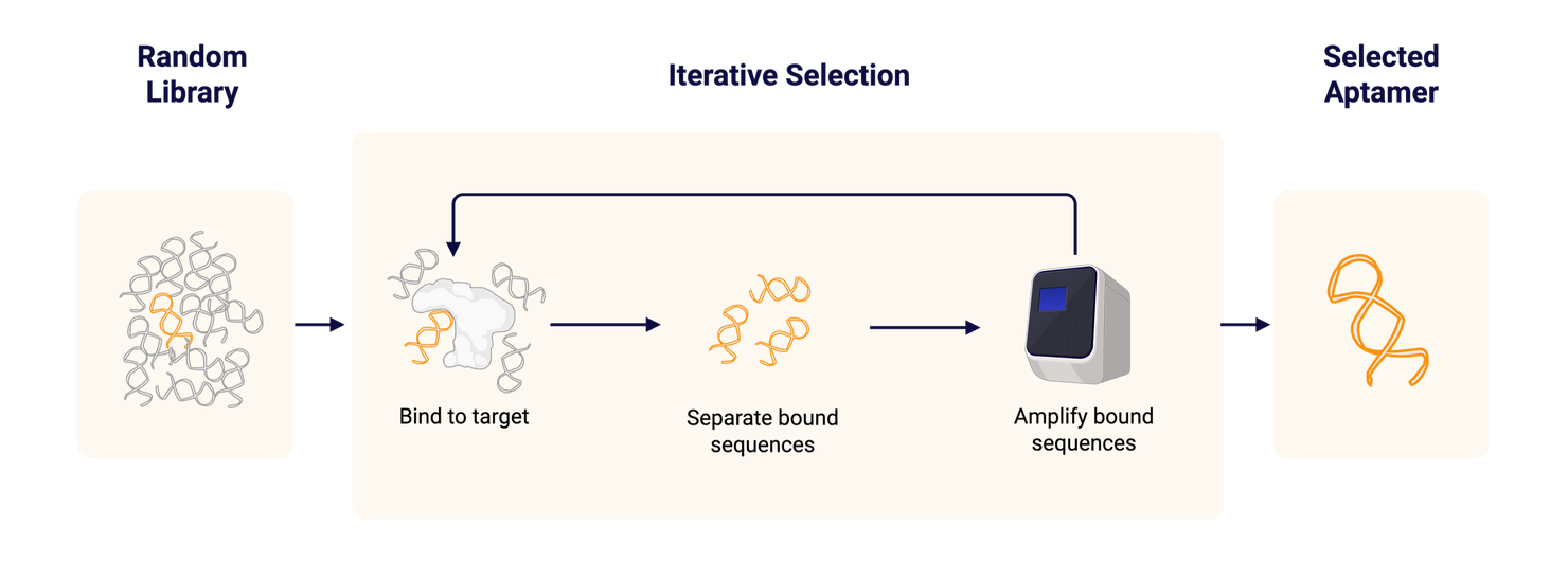 Schematic workflow of SELEX for aptamer selection