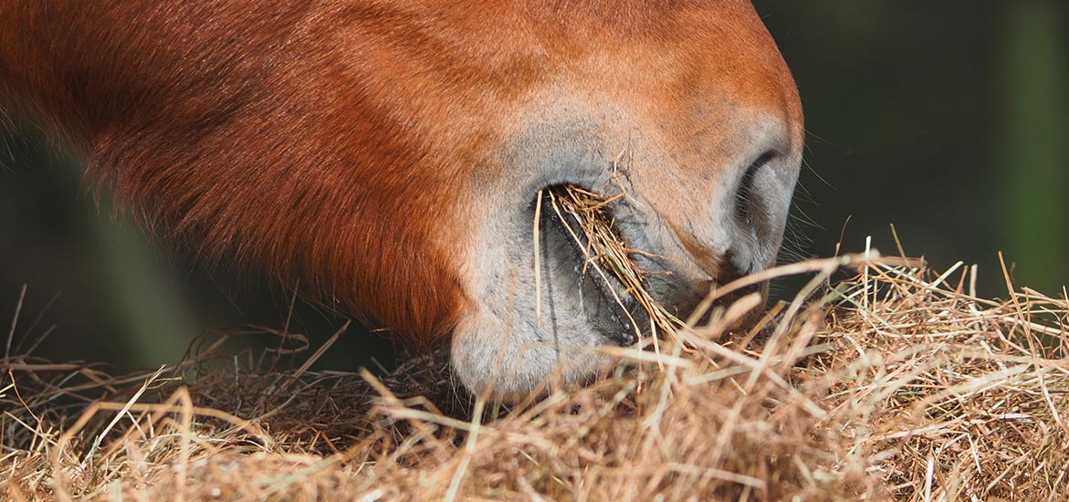 dentisterie cheval