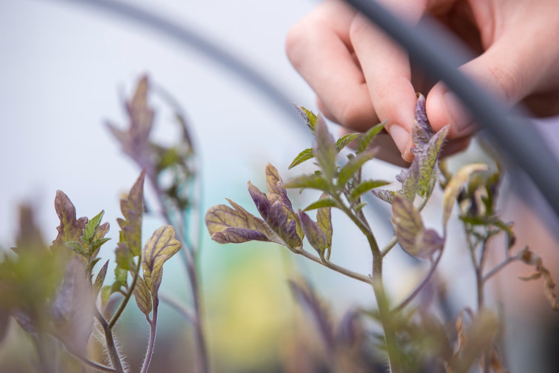 Close-up of a hand gently pinching a leaf of a plant with purple-tinged leaves in a garden or greenhouse setting.