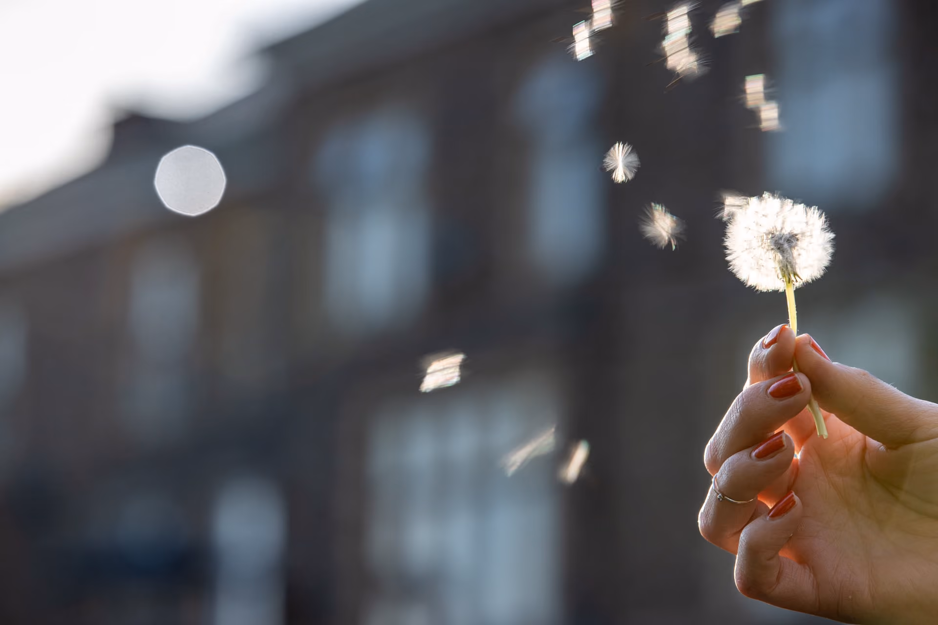 Hand with red-painted nails holding a dandelion with some seeds blowing away in the air, with blurred buildings in the background.