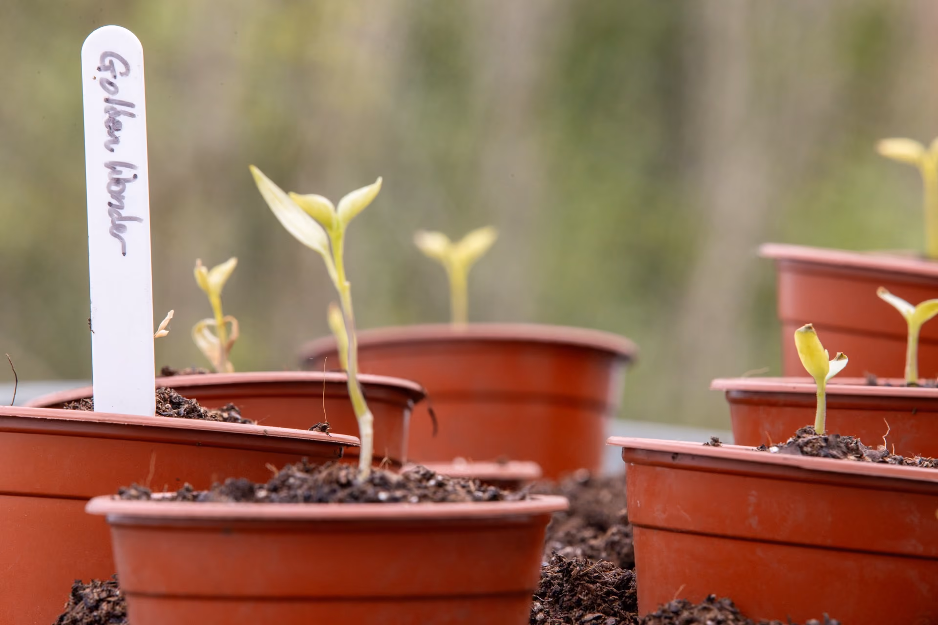 Close-up of small green seedlings growing in brown plastic pots filled with soil, one pot has a white label marked 'Golden Wonder'.
