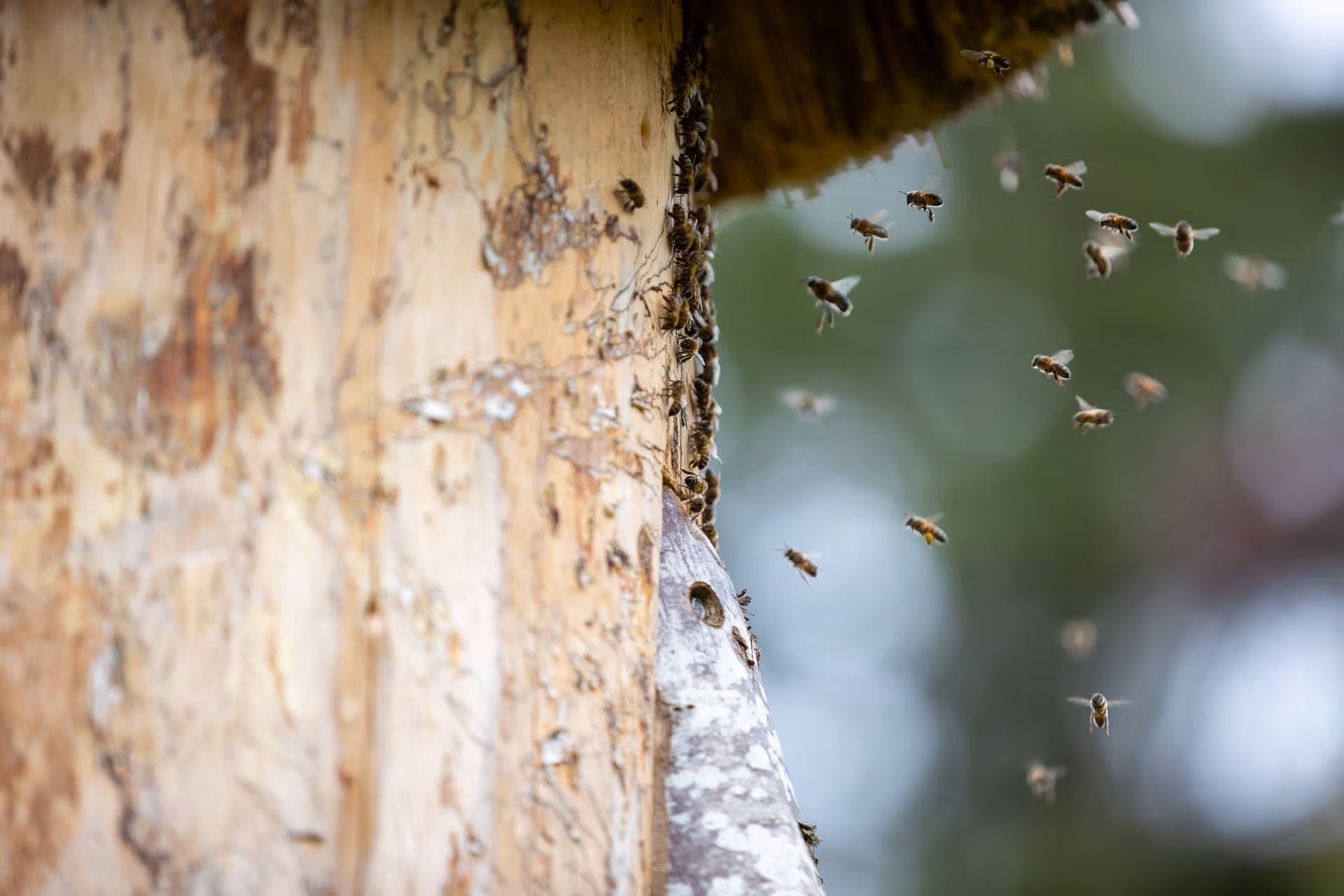Bees flying around and entering a beehive attached to a tree trunk outdoors.