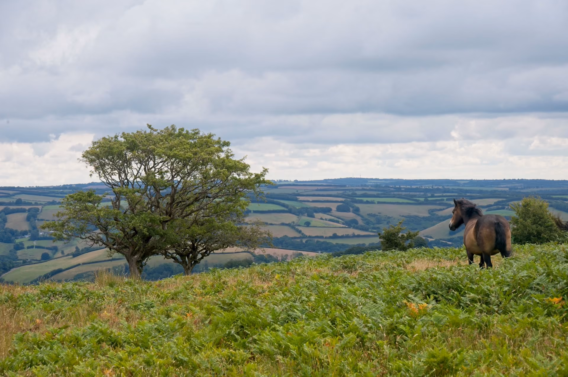 A horse standing in a green field looking towards distant rolling hills under a cloudy sky, with a large leafy tree to the left.