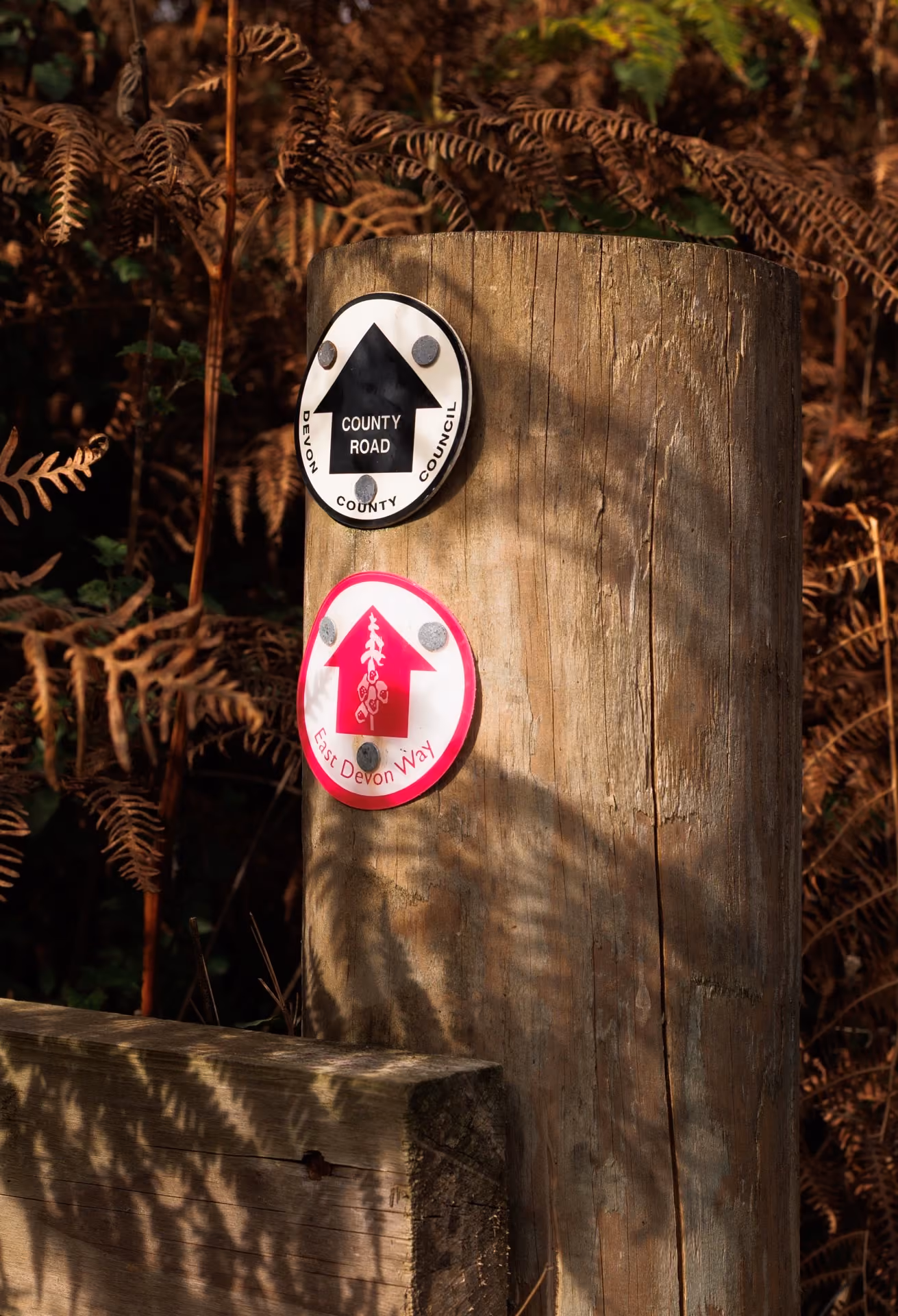 Wooden post in a forest with two circular trail markers: a black and white one saying 'County Road' and a pink and white one with an arrow and tree symbol labeled 'East Devon Way.'