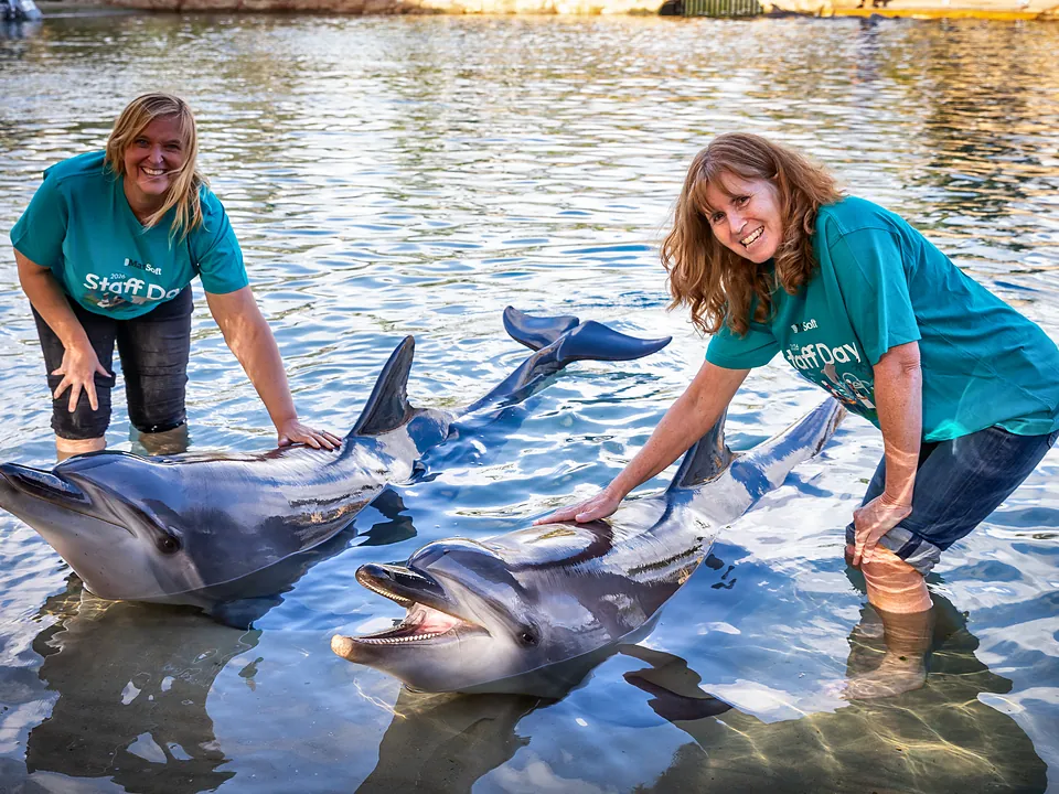 Two StrataMax team members meeting dolphins on Staff Day
