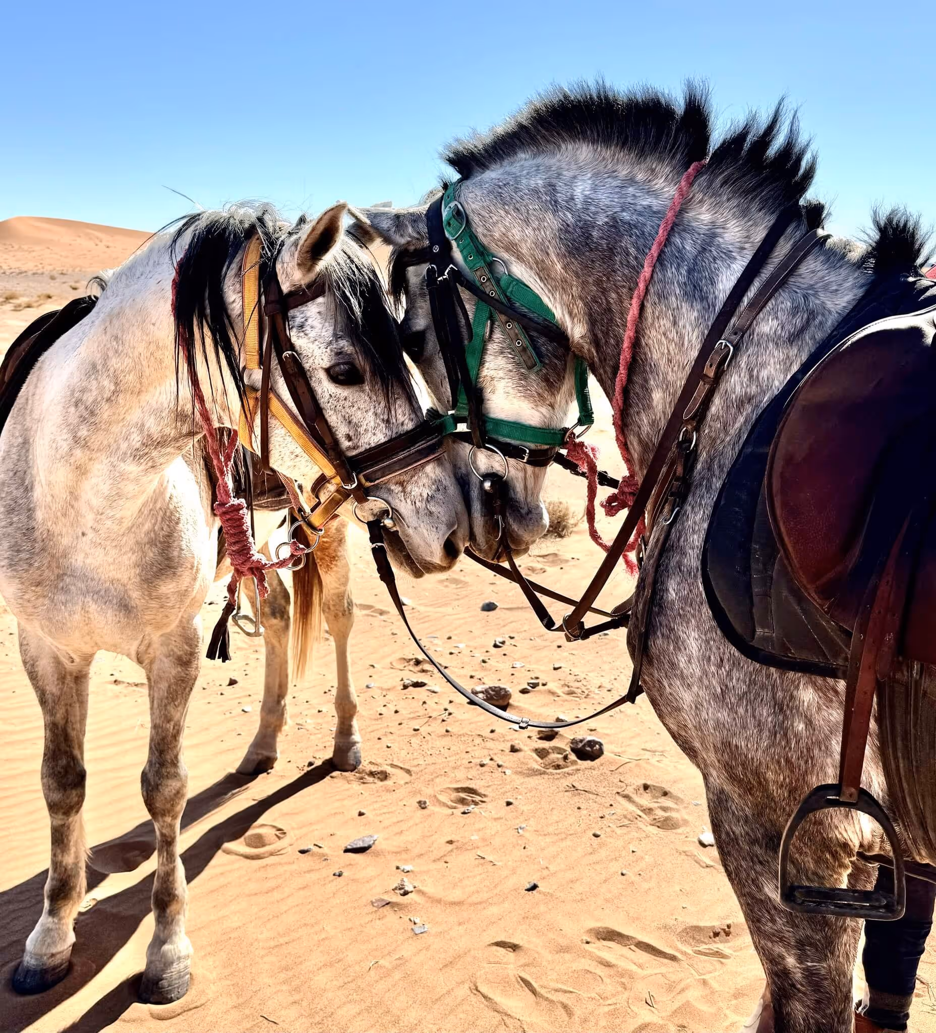 Deux chevaux se touchent doucement la tête dans le désert rocailleux d’Agafay au Maroc.