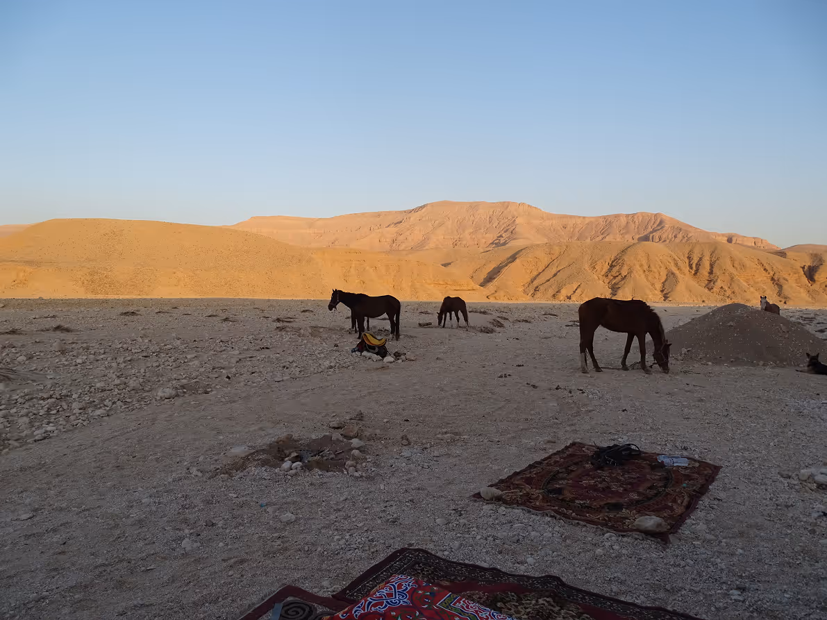 Une halte traditionnelle dans le désert aménagée avec des tapis tissés, avec des chevaux en arrière-plan.