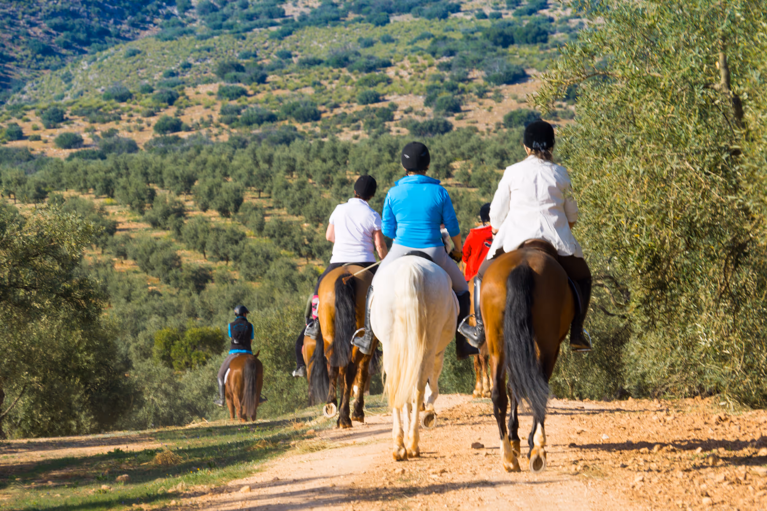 Un groupe de cavaliers traverse une oliveraie lors d’une randonnée équestre en Andalousie.