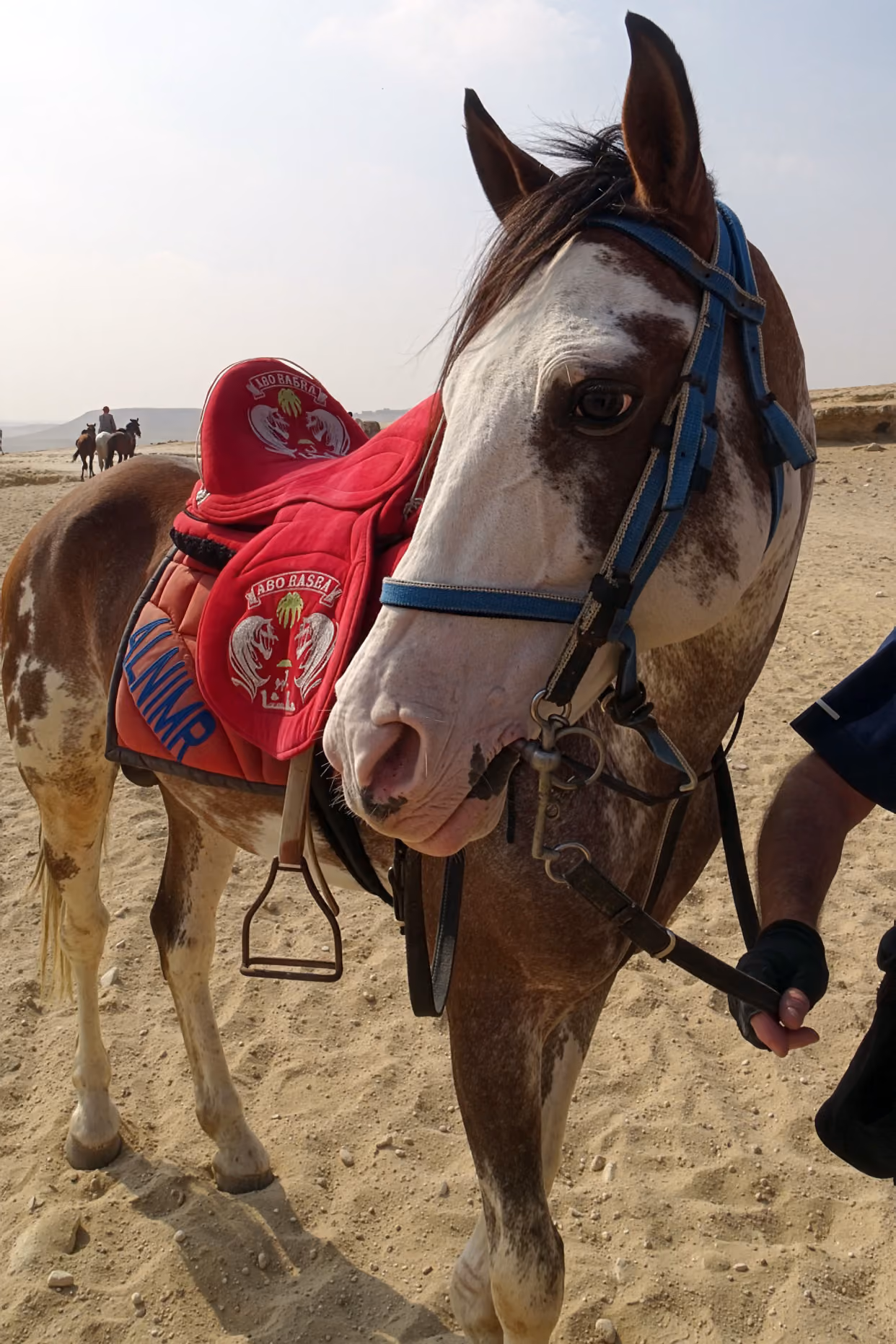 Portrait en gros plan d’un cheval portant une selle et une bride traditionnelles rouges lors d’une randonnée équestre en Égypte.