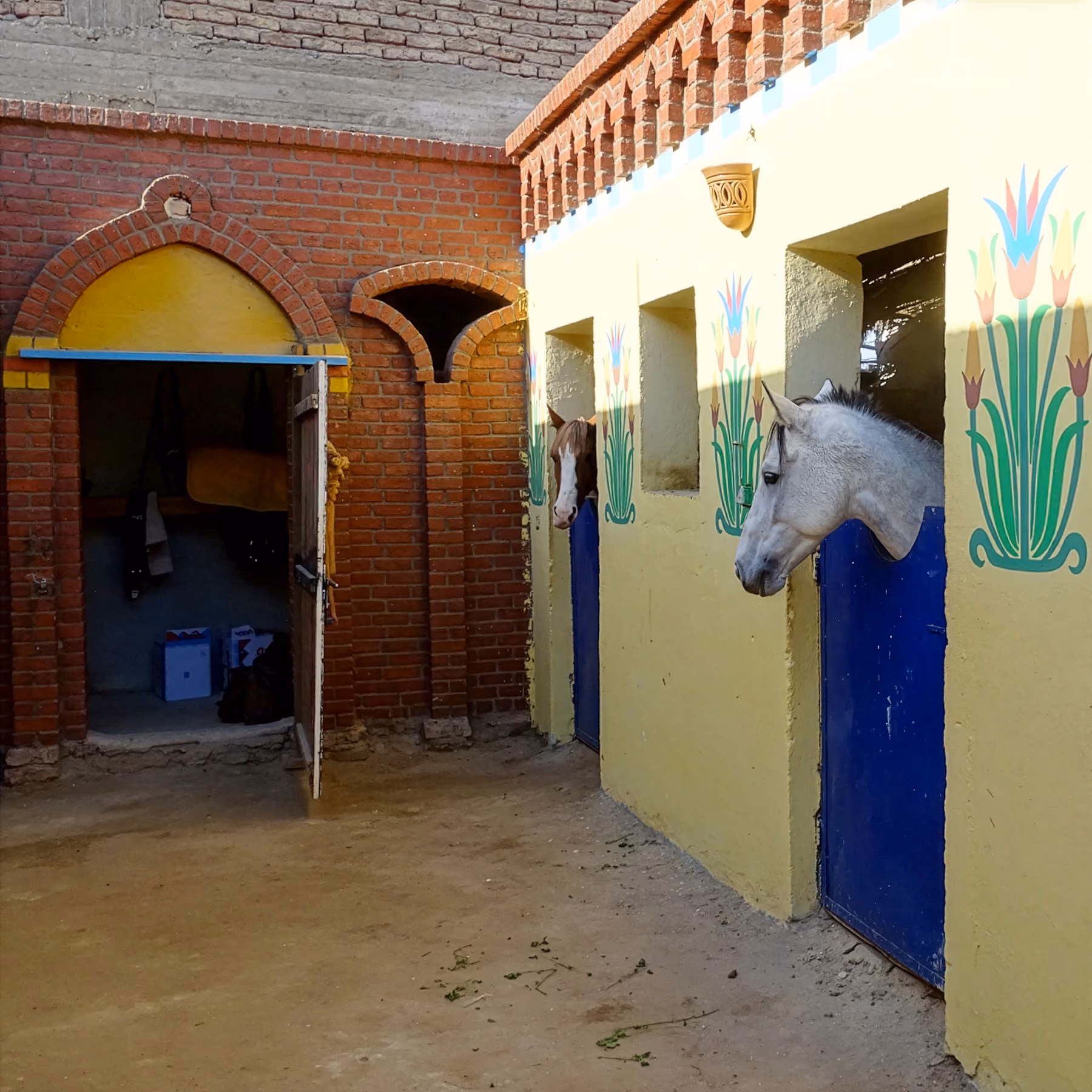 De beaux chevaux regardent hors de leurs boxes dans un centre équestre égyptien.