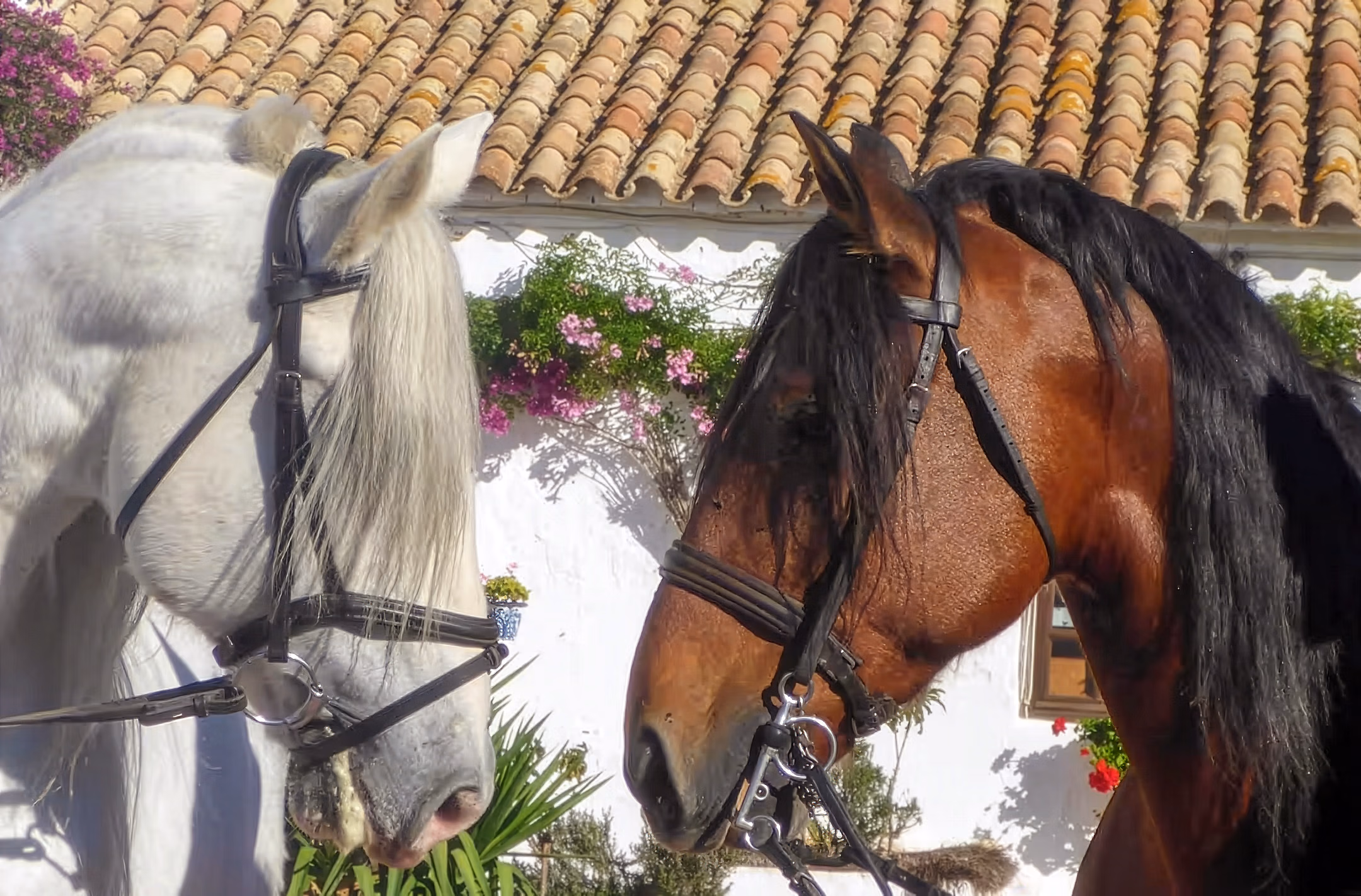 Un cheval bai et un cheval blanc se regardent.