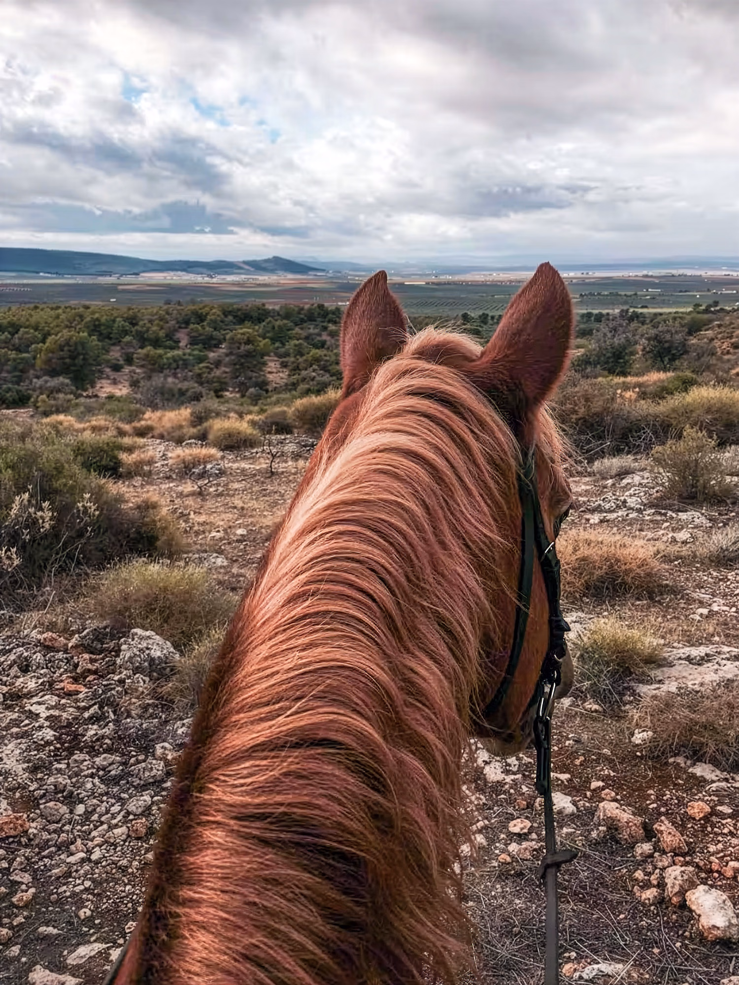 Un beau cheval bai à la longue crinière dans un paysage de campagne.