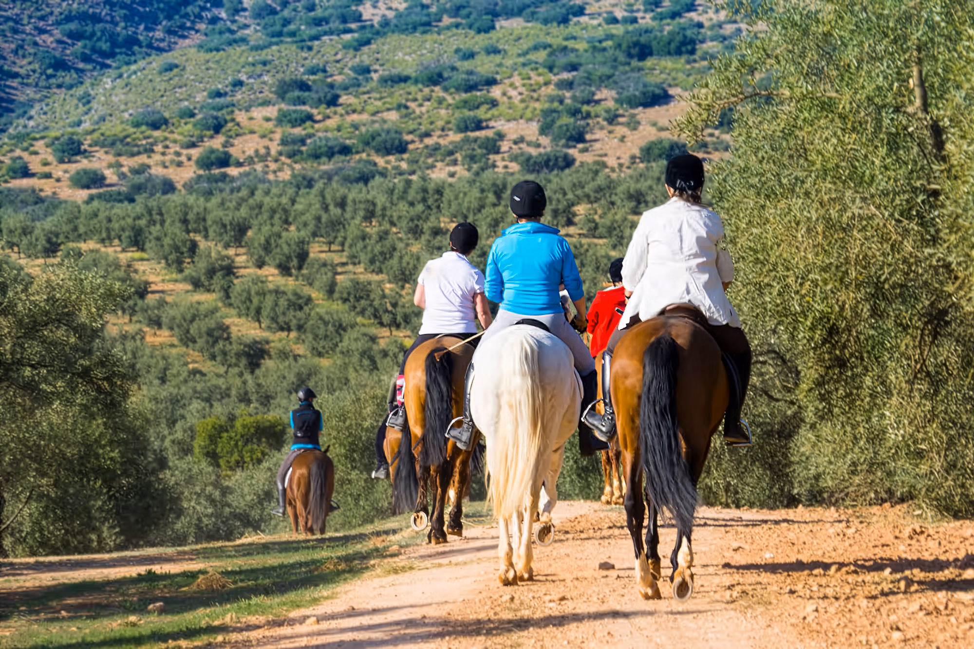 Un groupe de cavaliers traverse une oliveraie lors d’une randonnée équestre en Andalousie.