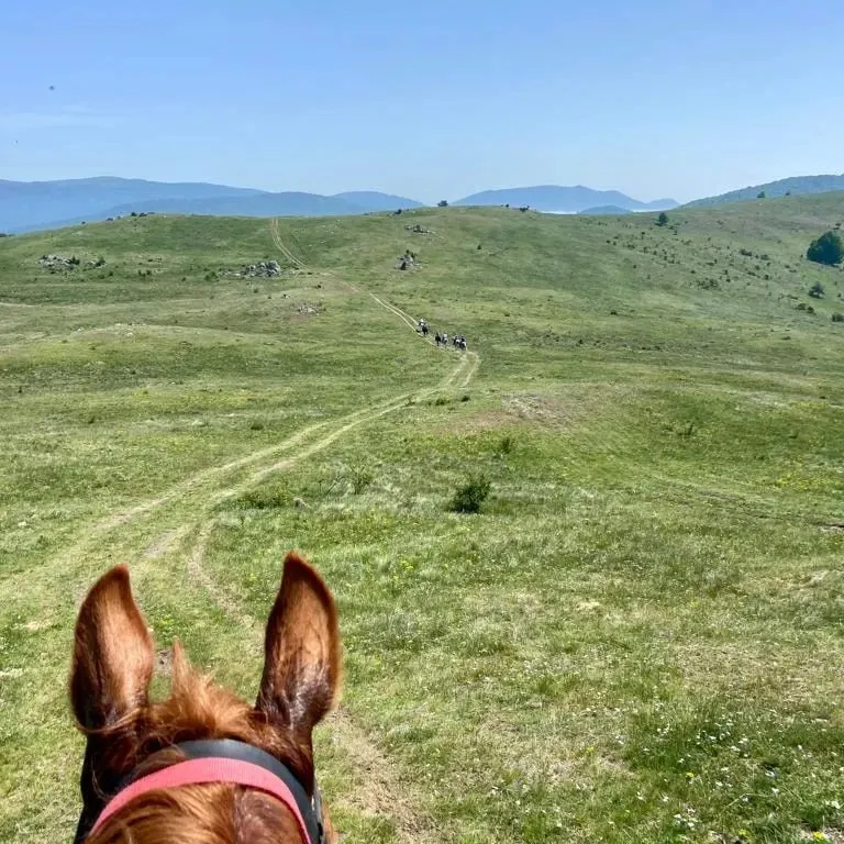 Cheval vu de dos, observant un paysage verdoyant, avec uniquement sa tête et ses oreilles visibles.