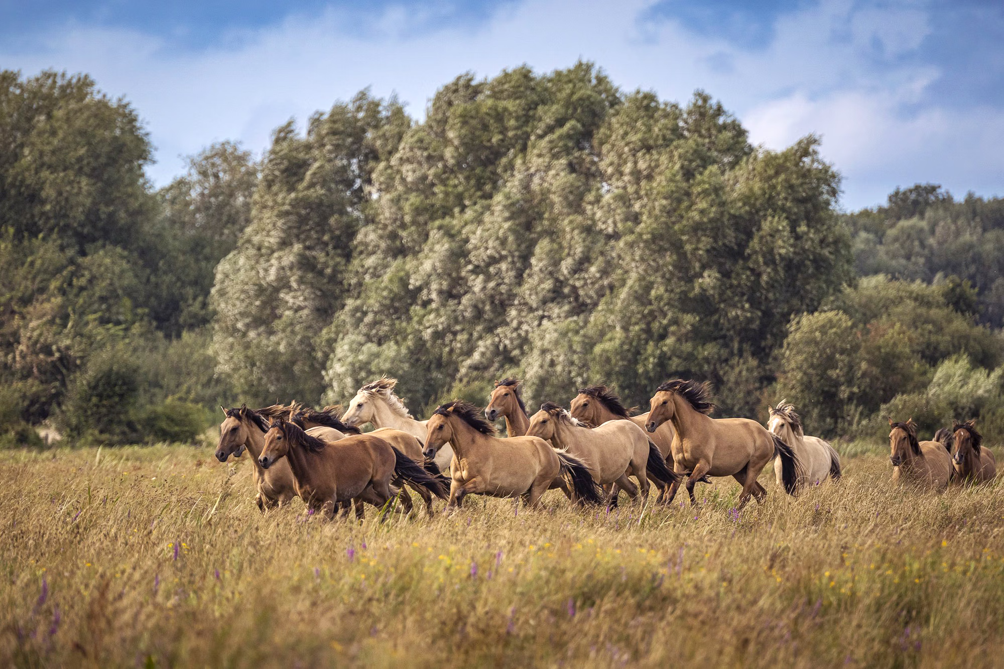 Observation d’un troupeau de chevaux sauvages dans les zones humides côtières de Picardie, dans le nord de la France.