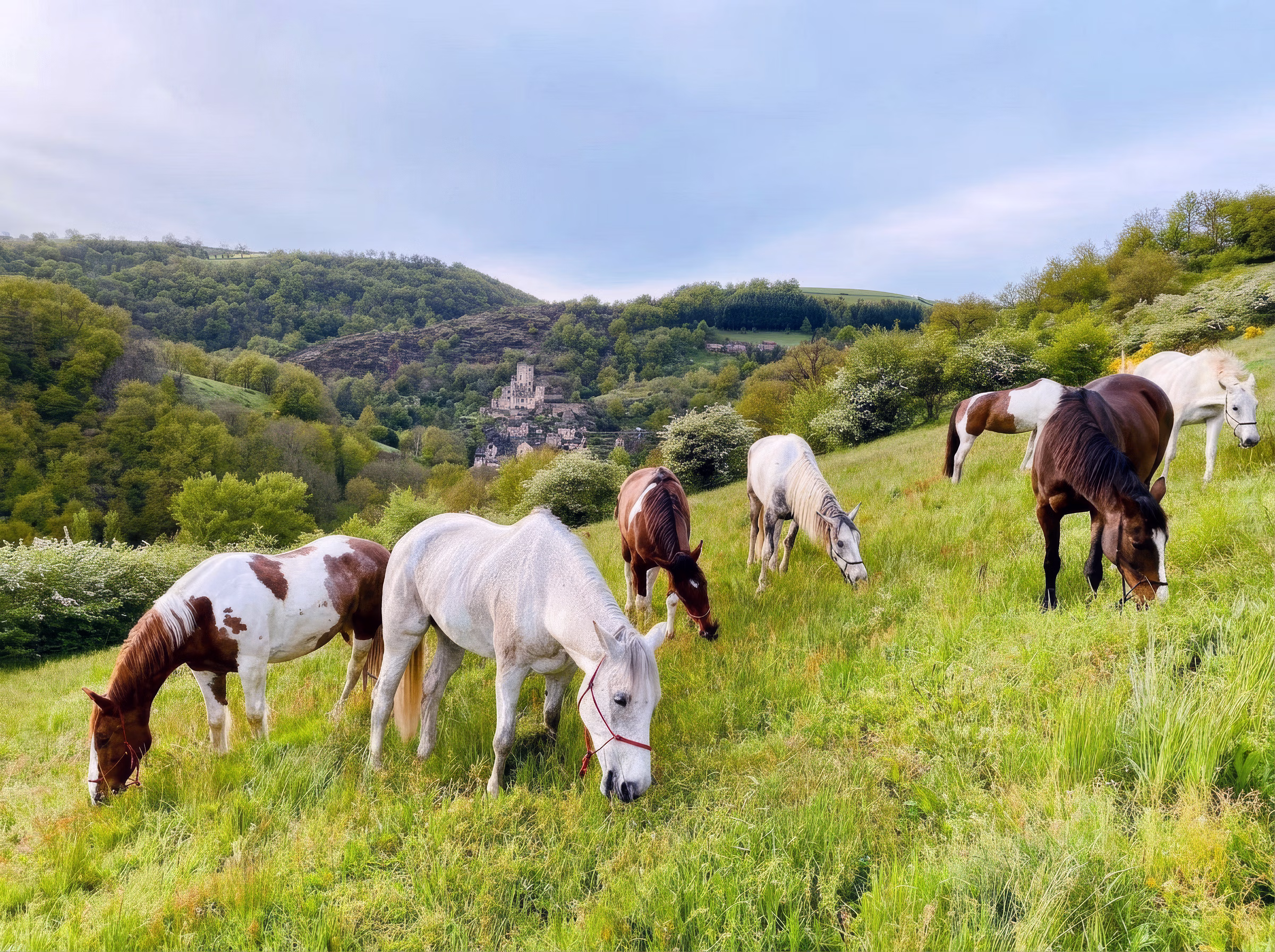 Groupe de chevaux broutant dans un champ vert lors d'une randonnée équestre dans la région de Bordeaux