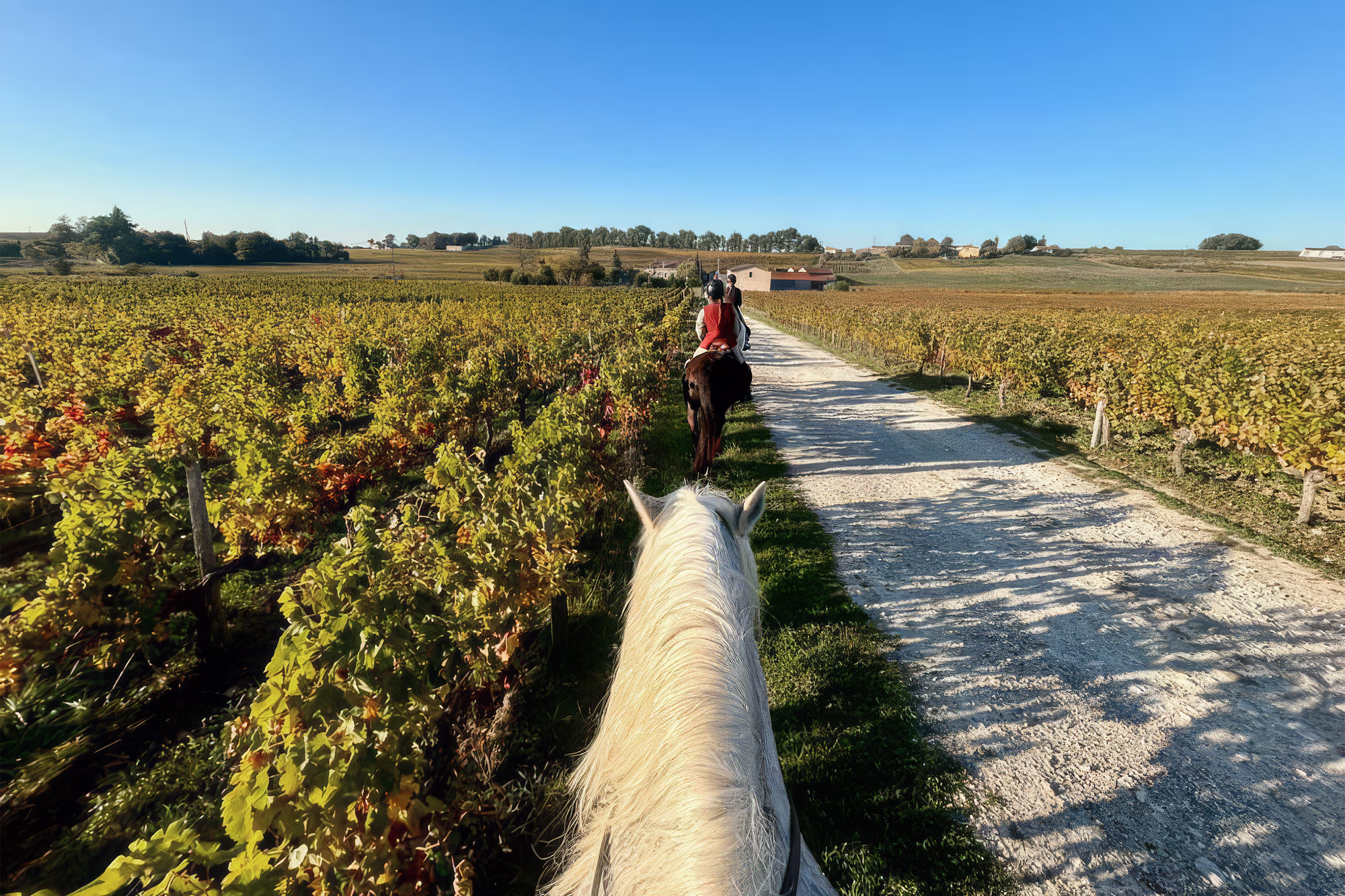 Vue sur les vignobles de Bordeaux lors d’un voyage à cheval sur la Route des Vins en France.