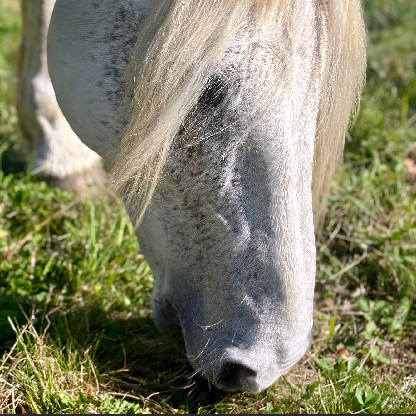 Horse head grazing
