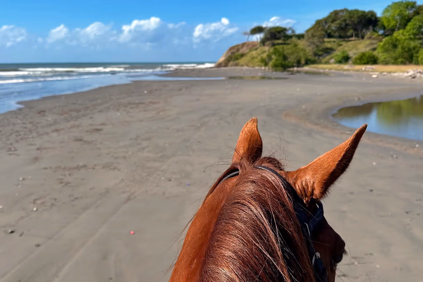 Vue depuis la selle d’un cheval alezan sur une plage de sable.