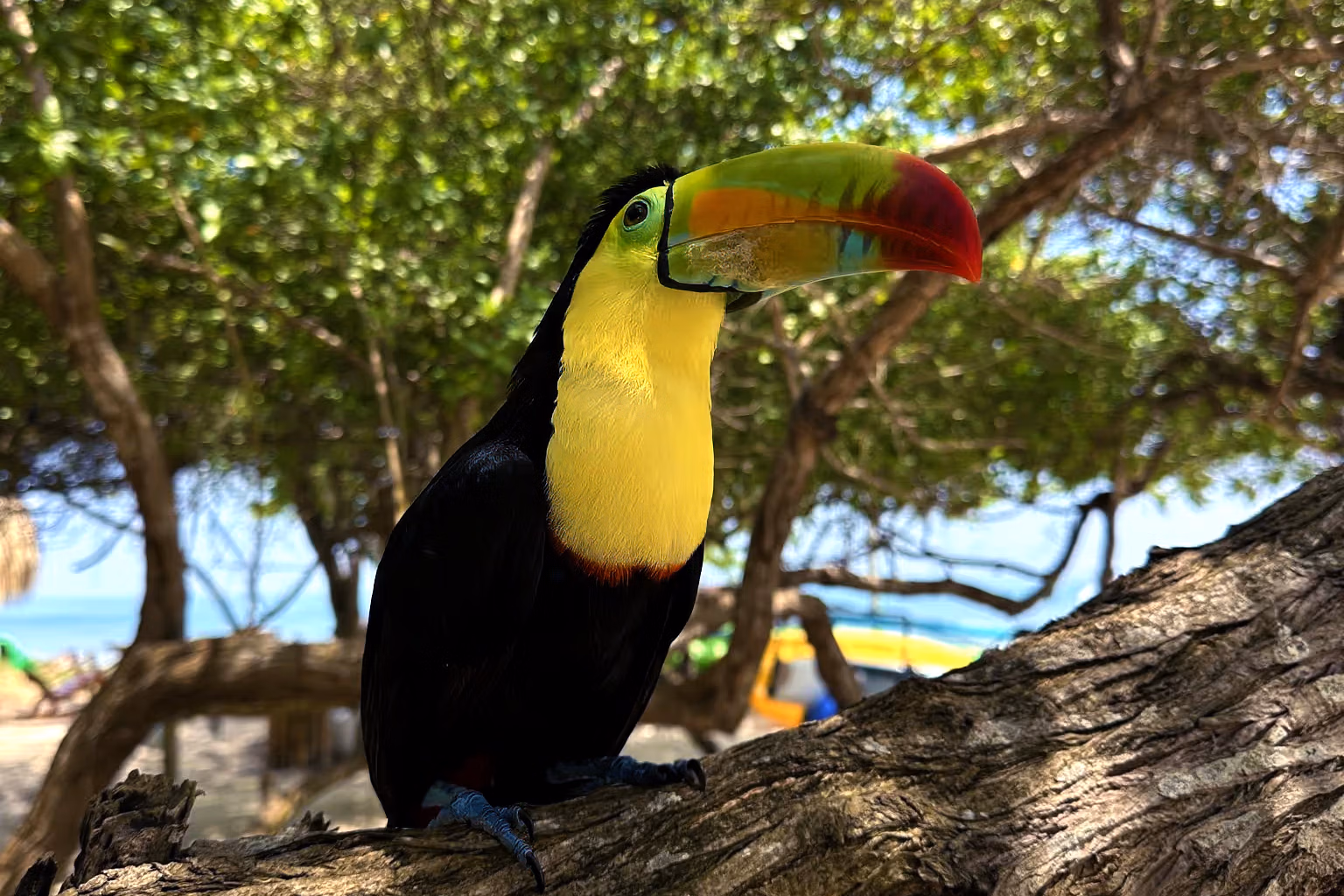 Un toucan coloré perché sur une branche, avec une plage de sable et l’océan en arrière-plan.