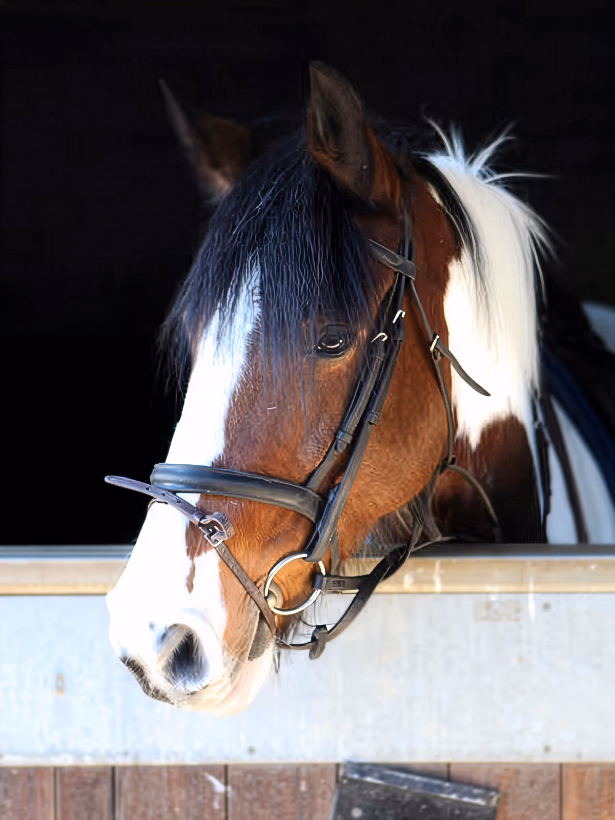 Un cheval marron et blanc passant la tête par la porte de son box.