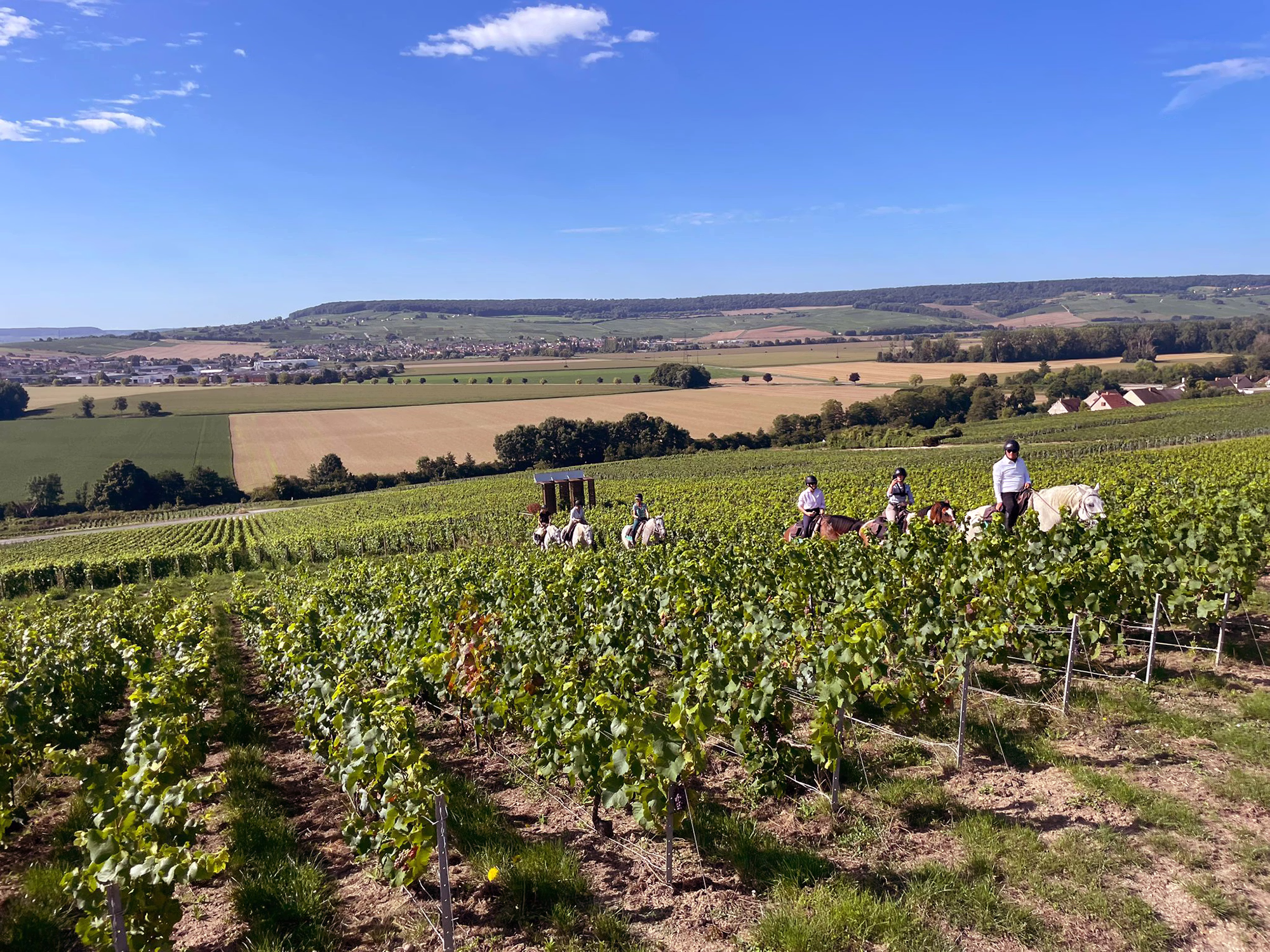 Des cavaliers a cheval se promenant dans un champ de vignes lors d'une journée ensoleillée en Champagne, France