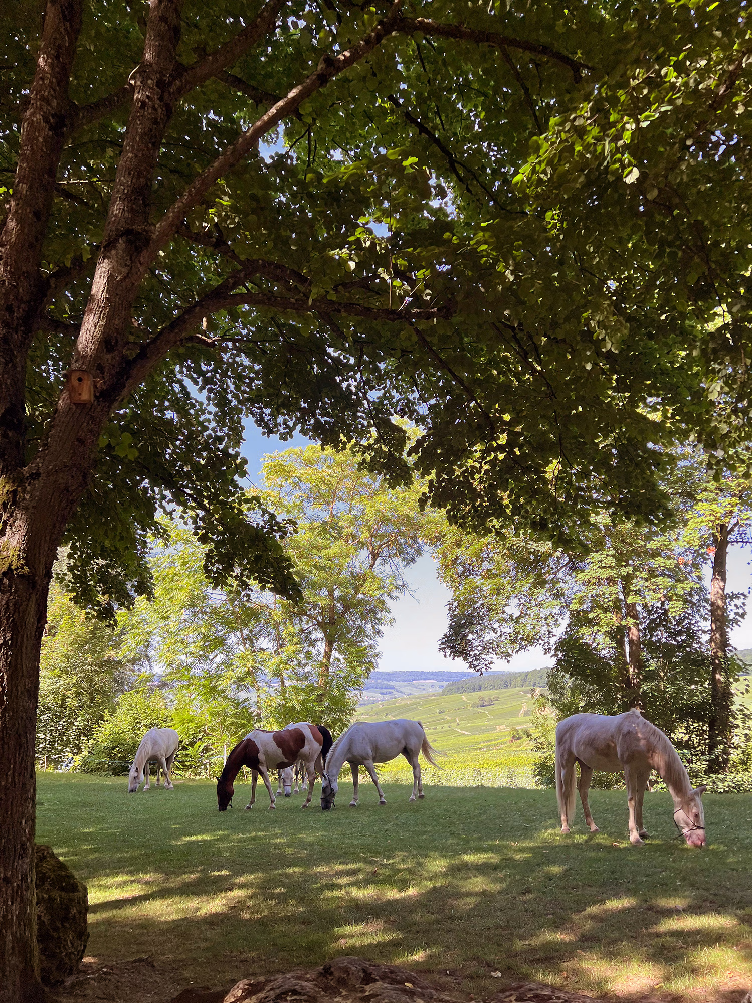 Quatre chevaux paissent dans un champ sous de grands arbres en Champagne