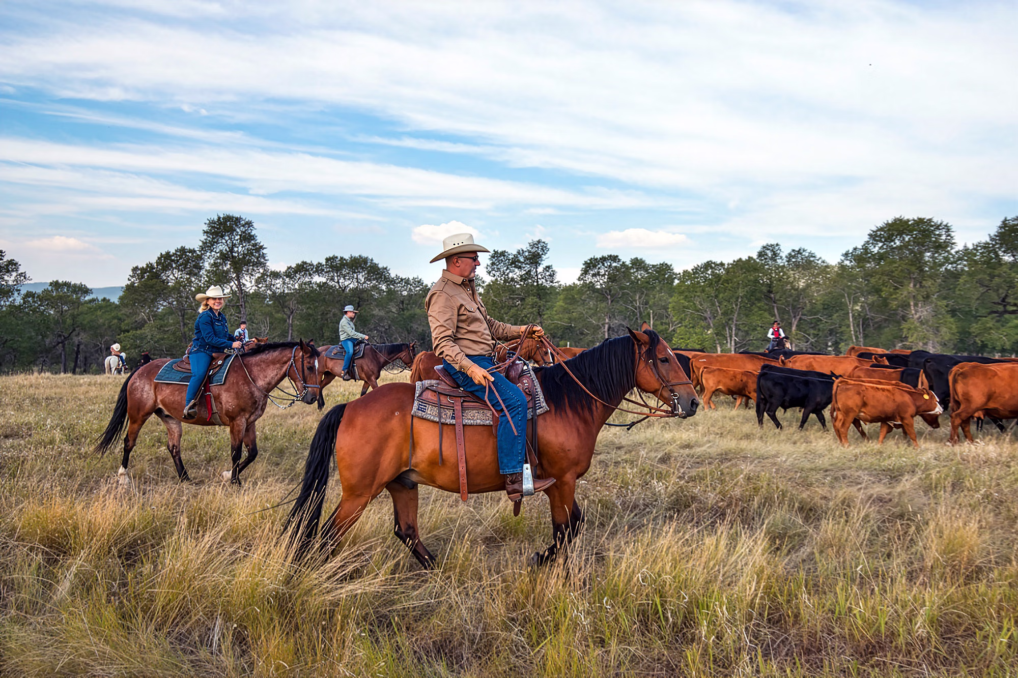 Cavaliers et troupeau de bovins lors d’un séjour équestre au Circle Bar Ranch.