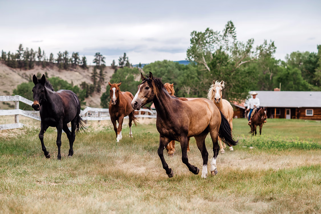 Des Quarter Horses galopant dans un pré au Circle Bar Ranch.