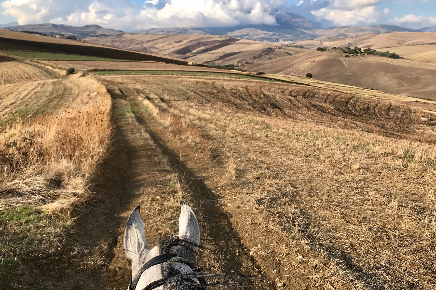 Between a horse's ears, view of a sunny wheat field in Sicily
